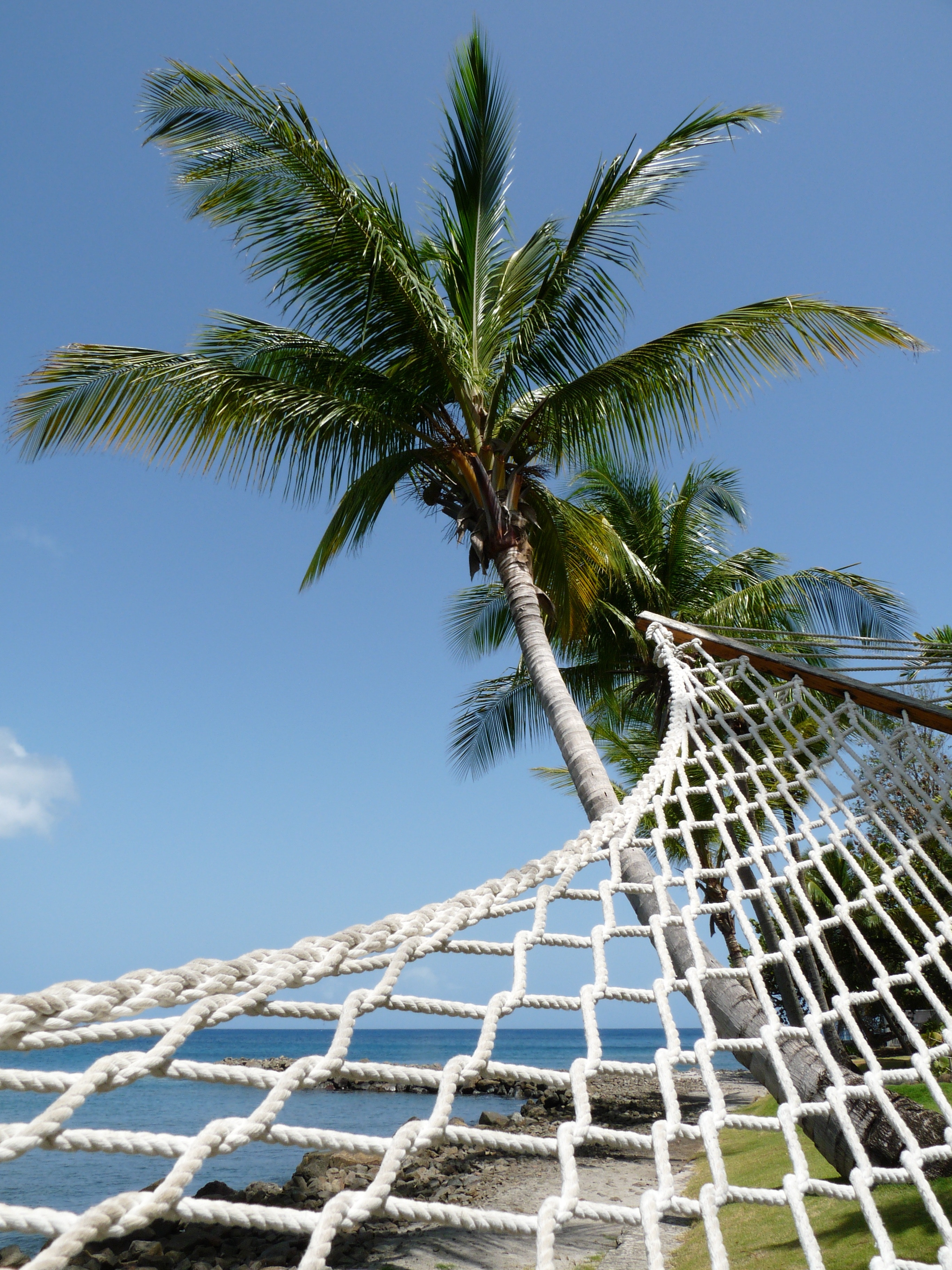 closeup of a hammock from below, looking up to a palm tree and clear blue sky